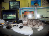 komputer kitty.jpg