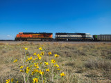 bnsf6235_at_tampa_co.jpg