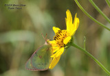 butterfly_and_flower_near_hudson_co_1.jpg
