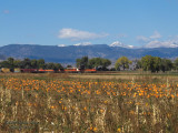 great_pumpkin_north_of_longmont_co.jpg