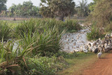 _3877 entre Siem Reap et le Lac Tonle Sap.jpg