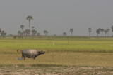 _3893 entre Siem Reap et le Lac Tonle Sap.jpg