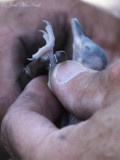 Red-cockaded Woodpecker nestling being banded