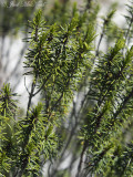 Florida Rosemary: <i>Ceratiola ericoides</i>, Ohoopee Dunes