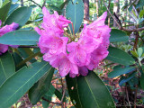 Catawba Rhododendron: <i>Rhododendron catawbiense</i>, Cloudland Canyon