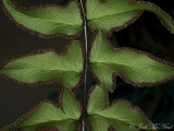 <i>Cheilanthes viridis</i>, false indusia