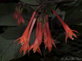 Honeysuckle Fuchsia: <i>Fuchsia triphylla</i>