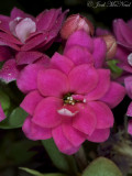 Double-flowered <i>Kalanchoe blossfeldiana</i>