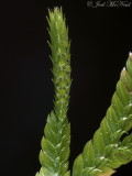 Arborvitae Fern: <i>Selaginella braunii</i> strobilus