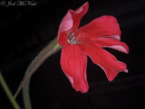 Scarlet Butterwort: <i>Pinguicula laueana</i>