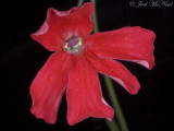 Scarlet Butterwort: <i>Pinguicula laueana</i>