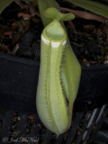 <i>Nepenthes albomarginata</i>