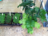 <i>Angiopteris evecta</i> (fern) & Liverworts