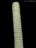 Blunt-leaved Pepperomia: <i>Pepperomia obtusifolia</i>