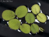 Kariba-weed: <i>Salvinia molesta</i>