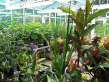 Kennesaw State University Greenhouse, 6 months after move-in
