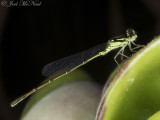 male Fragile Forktail
