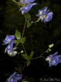 <i>Aconitum uncinatum</i>: Climbing Monkshood