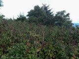 Beaked Dodder habitat on Mt. Mitchell, NC