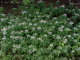 Whorled Wood Aster; <i>Oclemena acuminata</i>