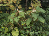 <i>Cuscuta rostrata</i>: Beaked Dodder