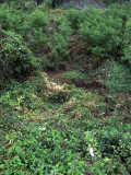 <i>Cuscuta rostrata</i>: Beaked Dodder