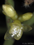 Pencil Cactus: <i>Rhipsalis baccifera</i>