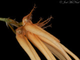 Cirrhopetalum tingibarinum