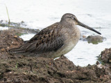juv. Long-billed Dowitcher: Bartow Co., GA
