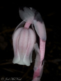 <i>Monotropa uniflora</i>: Indian Pipes, pink form