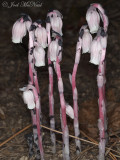 <i>Monotropa uniflora</i>: Indian Pipes, pink form