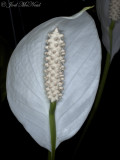 <i>Spathyphyllum</i> hybrid: Peace Lily