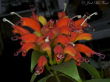 Aeschynanthus speciosus: Basketplant