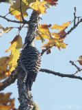 Red-cockaded Woodpecker foraging in Post Oak (<i>Quercus stellata</i>)