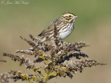 Savannah Sparrow; Bartow Co., GA