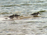 Dunlin: Bartow Co., GA