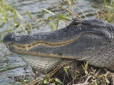 American Alligator