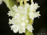 American Dodder: <i>Cuscuta americana</i>