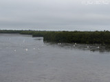 Mangrove estuary