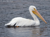 American White Pelican