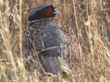 Ring-necked Pheasant: Bartow Co., GA