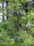 American Wisteria: <i>Wisteria frutescens</i>