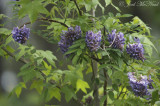 American Wisteria: <i>Wisteria frutescens</i>