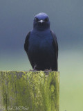 male Purple Martin