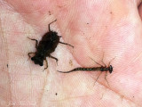 Dragonfly (left) and Damselfly (right) larvae from Browns Pond, Lowndes Co.