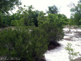 Florida Rosemary: <i>Ceratiola ericoides</i>, Ohoopee Dunes Natural Area