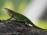 Green Anole: Tallulah Gorge State Park, GA