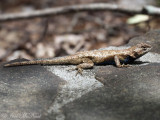 Eastern Fence Lizard: Tallulah Gorge State Park, GA