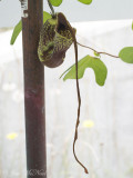 <i>Aristolochia macroura</i>