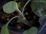<i>Cuscuta pentagona</i> seedling attachment